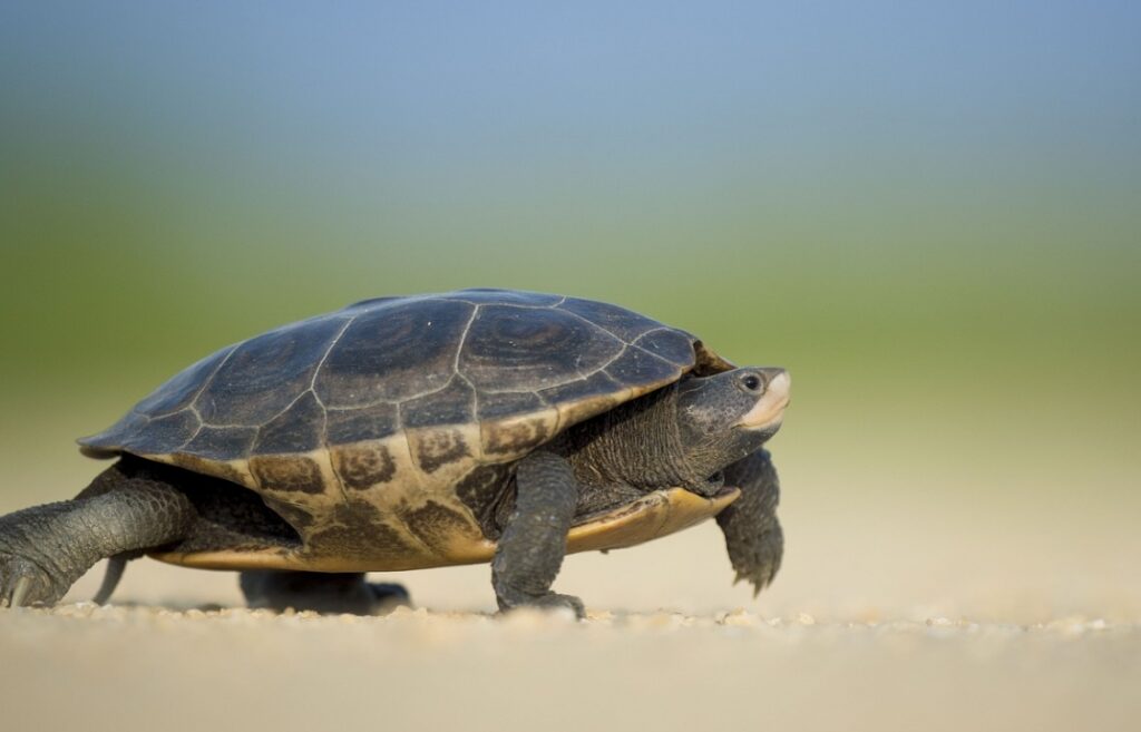 Pielęgnacja żółwi domowych: kompleksowy przewodnik po ich hodowli oraz potrzebach