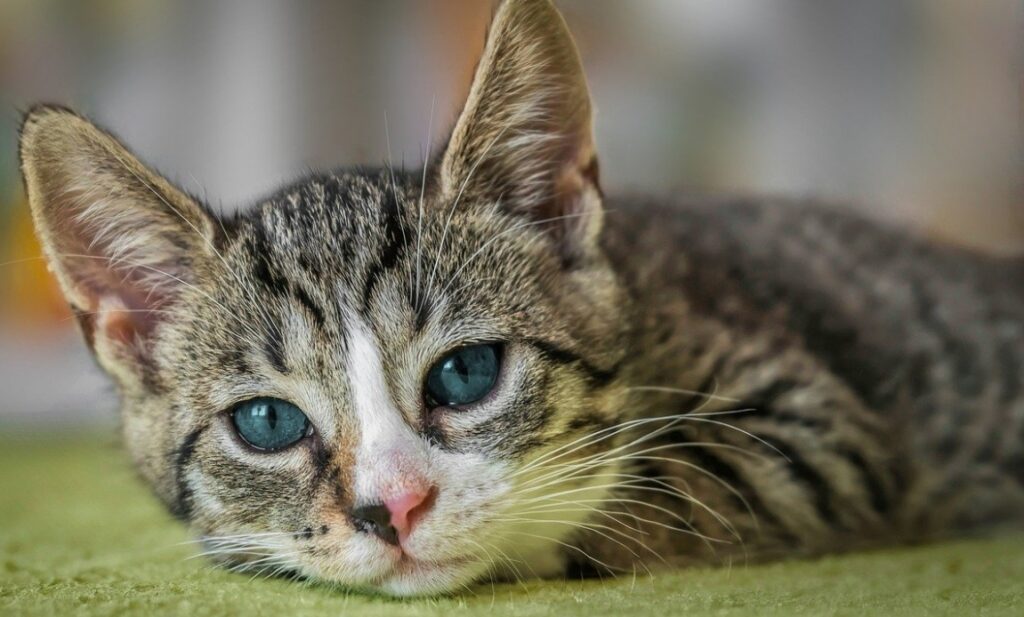 Siatki ochronne dla kotów – efektywne rozwiązanie dla bezpieczeństwa twojego pupila