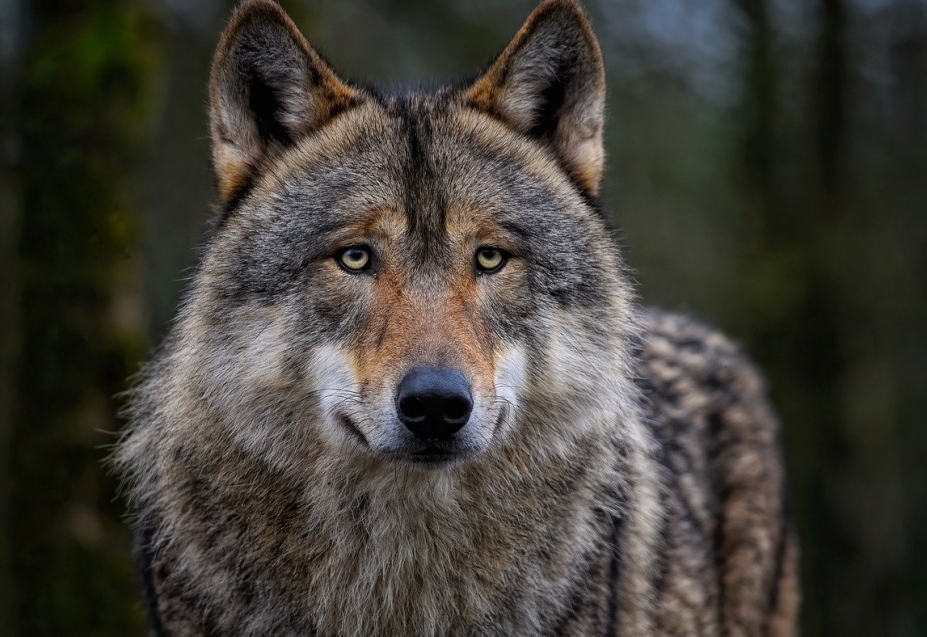 Zagrożenia i korzyści wynikające z konfliktów między ludźmi a dzikimi zwierzętami – nowe spojrzenie na raport WWF